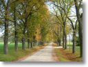 herbstliche Allee zum Lainzer Tor