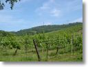 Wein am Kahlenberg